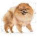Royal Canin Pomeranian Complete Adult Wet Dog Food 48 x 85g - Buy Online on GoSupps.com