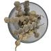 DK Babul Phali Acacia Nilotica Ayurvedic Product with Multiple Benefits - 100g - Buy Online on GoSupps.com