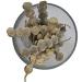 DK Babul Phali Acacia Nilotica Ayurvedic Product with Multiple Benefits - 100g