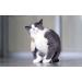 PET SUPPLEMENTS & NUTRITION LLC Cat Itchy Skin Relief - Allergy Relief Complex - Immune Support - VETS Recommended - 225 Chewable Tablets - Buy Online on GoSupps.com