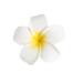 25pcs Plumeria Hair Clips - Frangipani Hairpins for Girls | Hawaiian Party Accessories - International Shipping - Buy Online on GoSupps.com