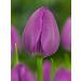 2 PcsTulip Flower bulbs Seeds Sphere Flowers symbolizes Love gesneriana Plants for home Garden Decoration 2 Tulip Negrita