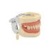 ZCbyBT toothoral model 28 screws to fix the teeth removable gums for practical operation and demonstration lessons