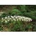 Black cohosh - Buy Online on GoSupps.com