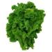700mg Organic Southern Giant arricciato Senape Semi di Verdure 500ct Zesty - Buy Online on GoSupps.com