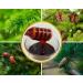Raw Forest Honey 3kg - Buy Online on GoSupps.com