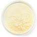 Yupik Organic Baobab Powder Superfood Non-GMO Vegan Gluten-Free 250g 250 g (Pack of 1) - Buy Online on GoSupps.com