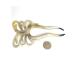 Marycrafts Multicoloured Butterfly Hairpin & Hair Sticks - Buffalo Horn Hair Accessories for Stunning Styles - Buy Online on GoSupps.com