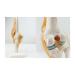 Life Size Human Knee Joint Simulation Model - Medical Anatomy - Buy Online on GoSupps.com