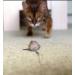 Purrs Mouse attachment- Fits PurrSuit Frenzy & DaBird wand Cat Toys - Buy Online on GoSupps.com