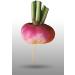 250 Seeds to sow Le Grenier dAbondance Early Turnip Auvergne Rave Rapum - Buy Online on GoSupps.com