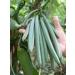 Vanilla Bean Paste 50g | Specially Selected Madagascar Vanilla Beans | Great Taste Award Winner - Buy Online on GoSupps.com