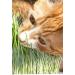 the micro farmers mf Cat Grass Grow Kit 12 Portion Refill with Organic Seed and Natural Grow mats 240 g(Pack of 1) - Buy Online on GoSupps.com