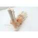 Buy Human 1:1 Natural Size Foot Joint Model - Anatomical Ligaments & Bone Simulation for Medical Study - Free International Shipping - Buy Online on GoSupps.com