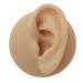 Silicone Ear Model - Simulation Human Ear Model - for Human Body Piercing Acupuncture and Moxibustion Ear Teaching Earrings Earrings Show Left
