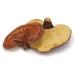 Premium Organic Red Reishi Mushrooms - Pure and Potent Immune Support - Buy Online on GoSupps.com