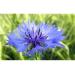 Cornflower - Organic Floral Water 200 ml Herbes Traditions - Buy Online on GoSupps.com