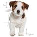 Royal Canin Mini Puppy Food for Puppies | 800 g | Dry Food for Puppies | Complete Food for Dogs | for Pet - Buy Online on GoSupps.com