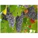 Grape marc 250g POWDER Vitis vinifera - Buy Online on GoSupps.com