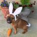 Midlee Small White Bunny Ears for Dogs with Tail - Adorable Costume Accessory - Buy Online on GoSupps.com