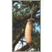 Zambesia Botanica Skin Cream Extra 250ml - Sausage Tree Cream - Buy Online on GoSupps.com