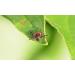 Dizefa Tick Traps (5 Cans) - Original Tick Defense for Your Garden | Innovative Protection for Humans & Pets | Reduce FSME & LyReliosis Risks - Buy Online on GoSupps.com