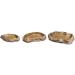 Exo Terra Water Dish & Feeding Bowl - Extra Large Rock Decor Water Bowl for Terrariums (1-Pack) | Ideal for Reptiles - Buy Online on GoSupps.com