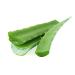 Veenas Fresh Aloe Vera Leaves | 1 Piece | Improve Skin and Prevent Wrinkles | Aloe Vera Juice Source of Antioxidants| Fresh Leaf | Indian Origin Leaf 1Pcs