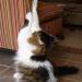 Kitty Be Good Stop Cat Scratching Spray Protect Furniture And Wallpaper 500ml - Buy Online on GoSupps.com