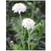 Roman chamomile floral water 1 liter ORGANIC. - Buy Online on GoSupps.com