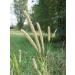 Timothy Hay Seeds - Organic - 1 Pound Seed - Easy to Grow Treat for Your Small Pet - Buy Online on GoSupps.com