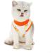Tineer 2 Packs Pet Surgical Recovery Suit E-Collar Alternative for Cats Abdominal Wounds After Surgery Wear for Kittens Physiological Clothes (S Red + Orange) S Red + Orange - Buy Online on GoSupps.com