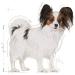ROYAL CANIN X-Small Adult | Double Pack | 2 x 500 g | Dry food for very small adult dogs | for dogs up to 4 kg | From 10 months | to support the intestines - Buy Online on GoSupps.com