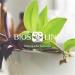 BIOSLINE Advanced cellulitis cream 3 packaging 200 ml - Buy Online on GoSupps.com