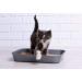 Premium Urinary Tract Infection Support for Cats - 3 Bottles of Chews (270 Treats) - Advanced UTI Relief & Prevention - Buy Online on GoSupps.com