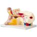 Unisex Adult Oversized Ears Model 29x17cm PVC Plastic Removable Model anatomiesystem for Medical - Buy Online on GoSupps.com