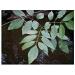 Herbal tea high ash leaf 250 GRS Fraxinus excelsior. - Buy Online on GoSupps.com