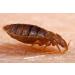 Electronic Flea Comb Kills Fleas Without Chemicals. Epilady - Buy Online on GoSupps.com