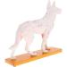 Anatomical Dog Model Acupuncture Anatomy Acupuncture Point Model of The Dog Body Animal with 72 Acupuncture Points - Buy Online on GoSupps.com