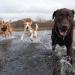 Dog Training Duck Dummy Gun Dog Training Dummy With Throwing Toggle Dog Retrieve Dummy Bird Dummy Dog Training For Puppies Or Adult Hunting Dogs - Buy Online on GoSupps.com