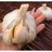 Elephant Garlic 2 Huge Bulbs! Great for Fall Planting! Non GMO Milder Tasting Garlic