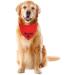 Personalized Red Dog Bandana | Adjustable Cotton Triangle Neckerchief with Embroidered Name | Custom Dog Scarf (Small) - Buy Online on GoSupps.com