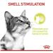 Royal Canin Sensory Smell in Jelly Wet Cat Food 85g (Pack of 48) - Buy Online on GoSupps.com