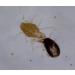 M&S Reptiles TAURRUS XL Predatory Mites for Effective Mite Control (50 Animal Capacity) | International Shipping - Buy Online on GoSupps.com