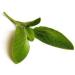 Large Herbal Package for Vaporizers & Aromatherapy - 235g of Scented Herbs & Incense - Buy Online on GoSupps.com