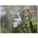 Rosemary leaf 1 KG POWDER Rosmarinus officinalis - Buy Online on GoSupps.com