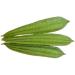 Fresh Thuriya Indian | 2Picese | Ridged Gourd | 100% Fresh Vegetable | Indian Origin Next Day Shipping By Seelans