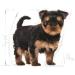 Royal Canin Yorkshire Terrier Puppy | 1.5 kg | Dry food for Yorkshire Terrier puppies up to 10 months | to support the immune system | for a beautiful coat and healthy teeth - Buy Online on GoSupps.com