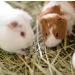 Organic Blue Mountain Hay Bedding Straw for Small Pets & Chickens - 3 lb Fresh Farm Delivery - Buy Online on GoSupps.com