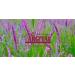 ARGITAL Molding oil 125 ml - Buy Online on GoSupps.com